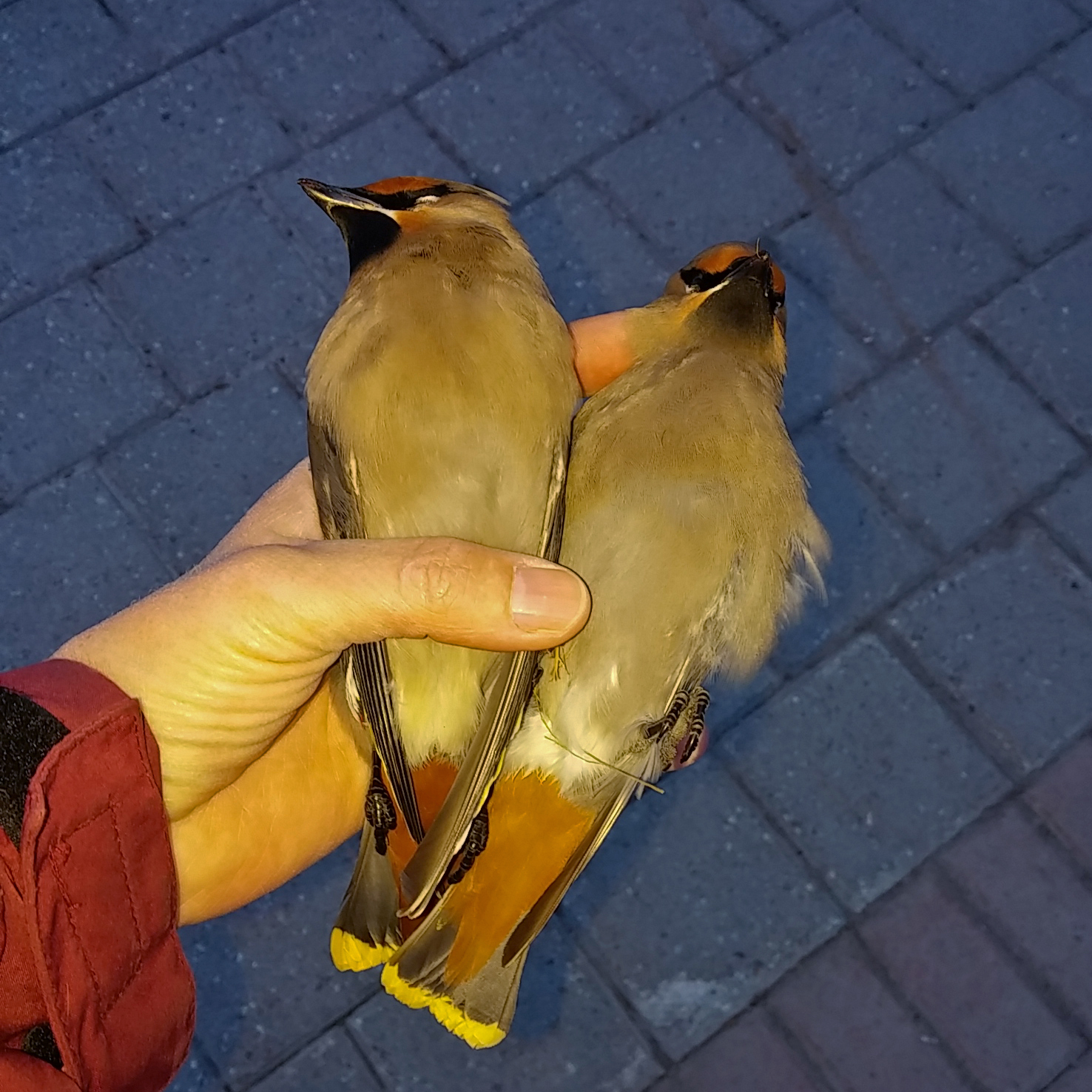 why-do-you-pick-up-dead-birds-safe-wings-ottawa