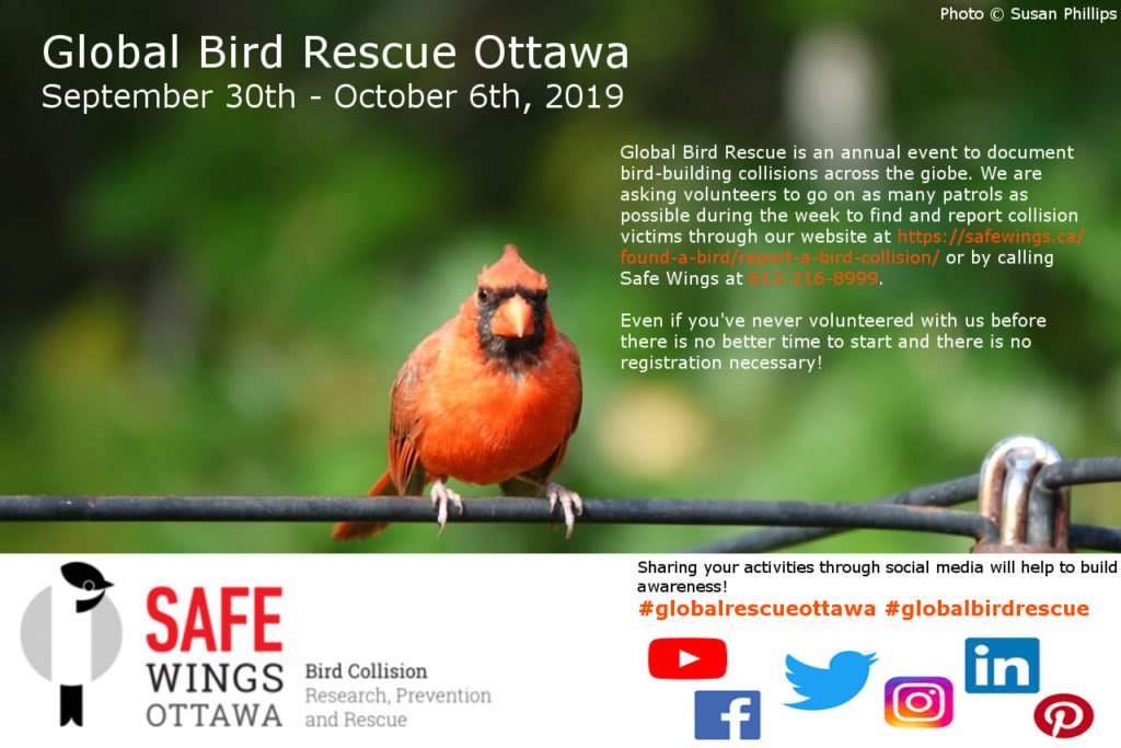 Global Bird Rescue Ottawa 2019 Safe Wings Ottawa