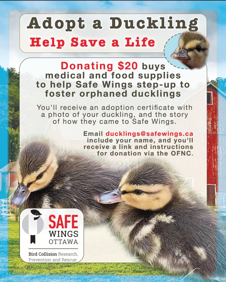 adopt-a-duckling-help-save-a-life-safe-wings-ottawa