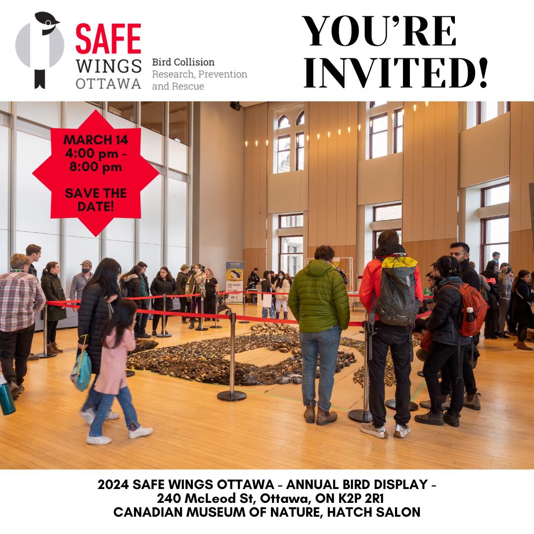 Safe Wings Ottawa - Annual Bird Display - March 14th, 2024 at Canadian Museum of Nature
